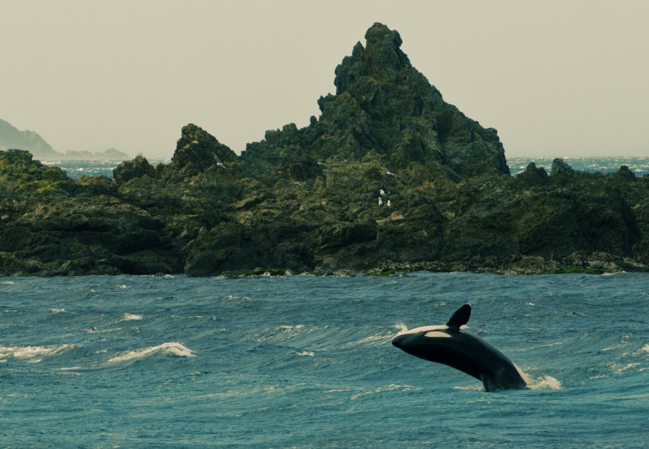 Orca Wellington South Coast